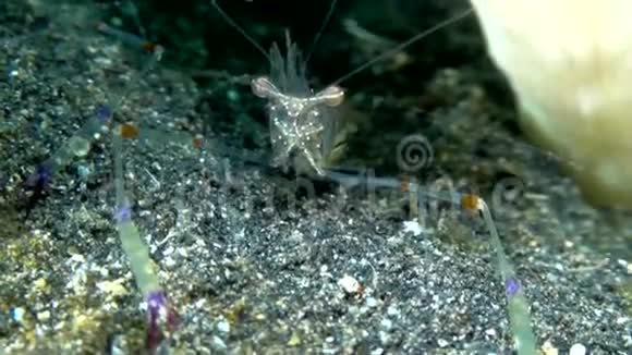 印度尼西亚的红爪虾视频的预览图