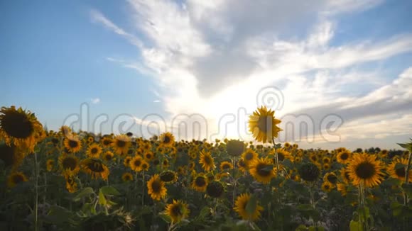 日落时在蓝天下美丽的黄色向日葵田自然背景夏日风景慢动作视频的预览图