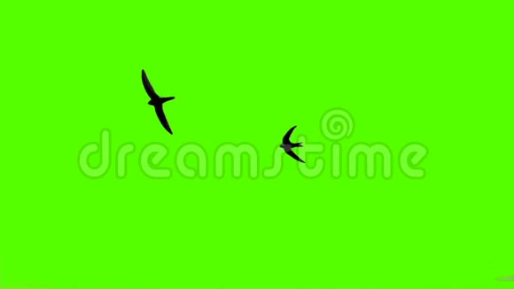 鸟儿在绿色的屏幕上飞翔视频的预览图
