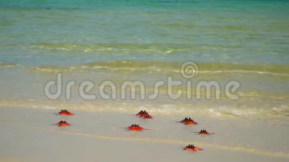 岛上海滩上的碧水慢吞吞的美丽的大红鱼位于海洋海岸慢动作视频的预览图