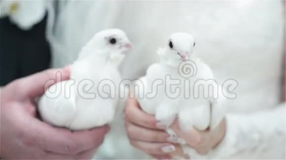 白色婚礼鸽子视频的预览图
