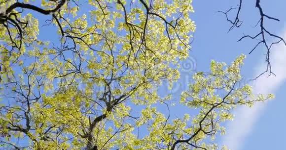 绽放的银杨春天的银杨树视频的预览图