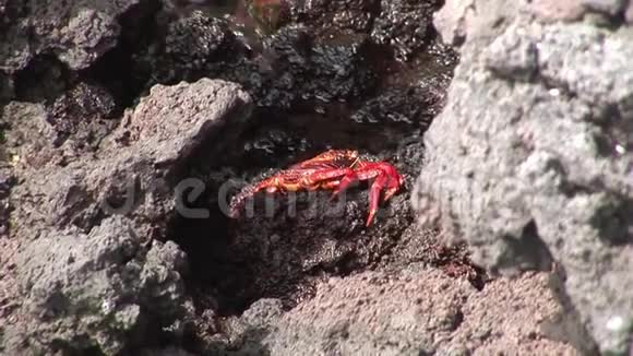 红蟹在太平洋海岸寻找食物视频的预览图