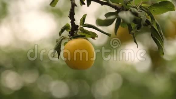 枝上成熟的黄色浆果视频的预览图