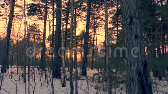 冬天傍晚白桦林美丽的金色日落视频的预览图