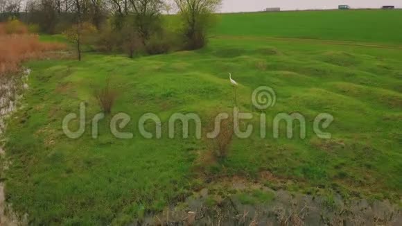 白鹭从绿色草地起飞鸟瞰视频的预览图