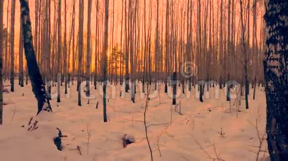 冬天傍晚白桦林美丽的金色日落视频的预览图