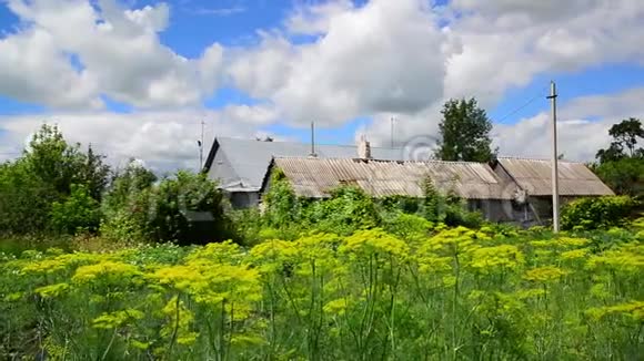 迪尔生长在俄罗斯的花园和农村住宅前视频的预览图