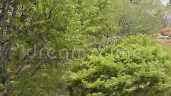泽尔科娃和枫树视频的预览图