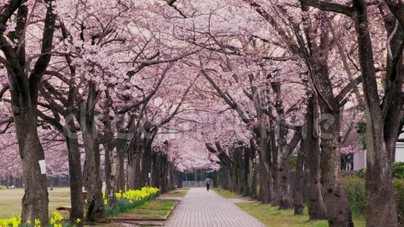 东京黎明时分塔卡兰诺公园樱花大道视频的预览图
