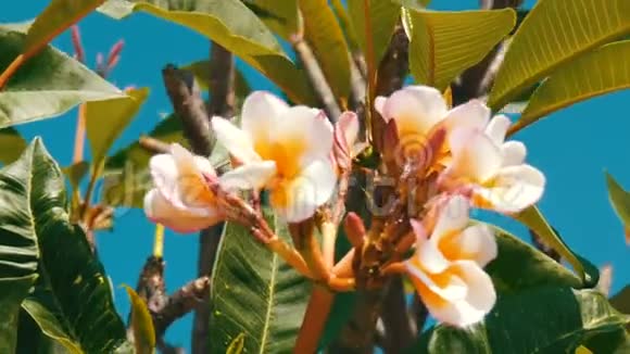 美丽的白色热带花在树上在炎热的泰国一棵树上长出了一堆花视频的预览图