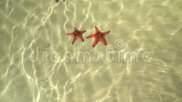 红鱼躺在海底上面相机的类型太阳耀斑来自底部的波浪海星视频的预览图