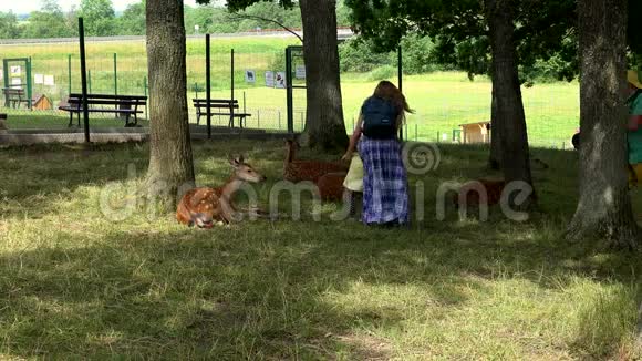 父亲带照相机母亲和蹒跚学步的女孩在动物附近摆姿势视频的预览图
