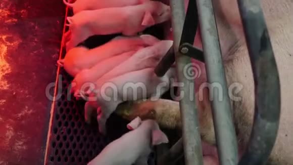 小猪在农场里从猪身上吸奶视频的预览图