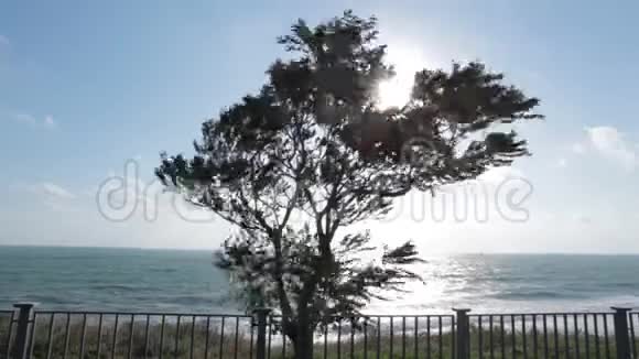 海边的孤树晴天银行视频的预览图