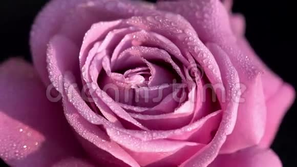 露珠里的粉红色玫瑰视频的预览图