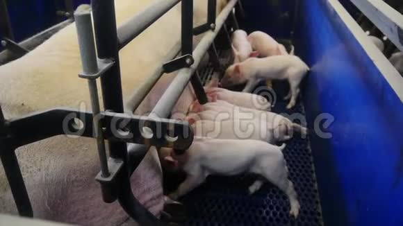 小猪在农场里从猪身上吸奶视频的预览图