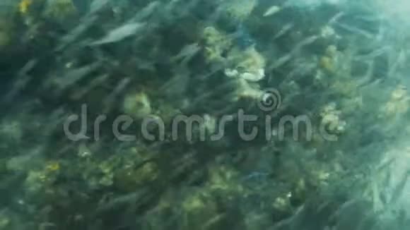 珊瑚礁和鱼类群视频的预览图