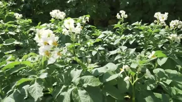 花园里种满鲜花的高大马铃薯丛录像视频的预览图