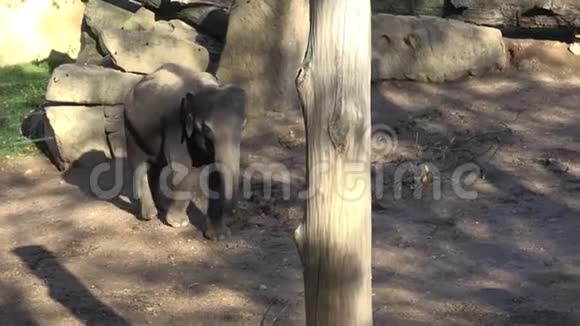 印度大象ElephasMaximusindicus视频的预览图