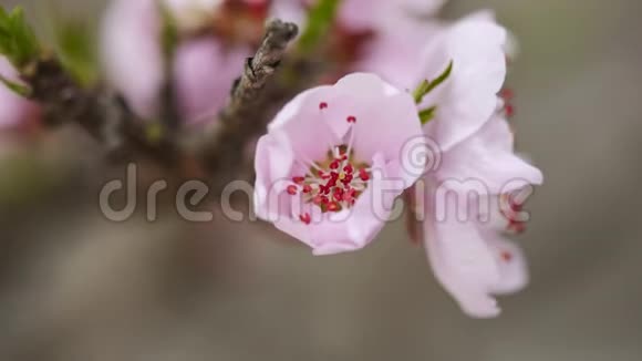 一朵粉红色的桃花从花蕾到完全开放近景4K版视频的预览图