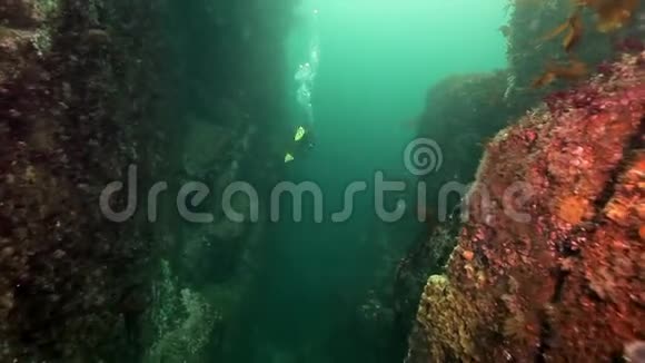 在堪察加海底与王蟹嬉戏视频的预览图