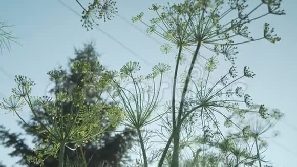 园床上的绿色小茴香成熟录像视频的预览图