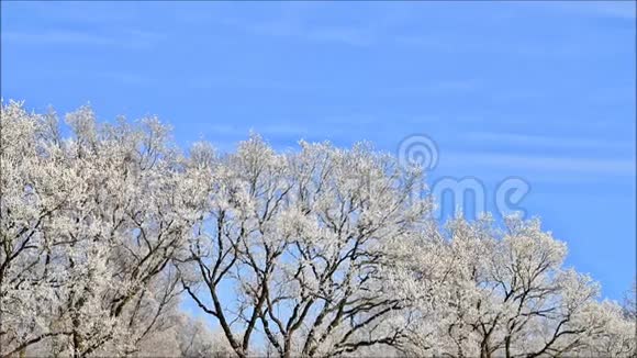 白霜中的树木视频的预览图