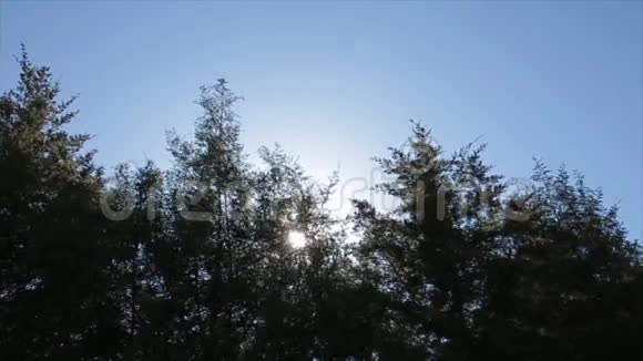 清晨绿林中的阳光美容视频的预览图