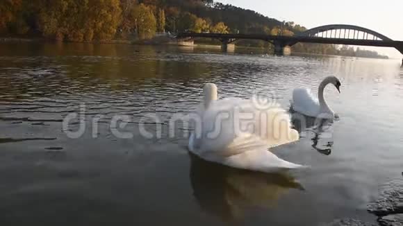 秋日日落时平静的白色天鹅漂浮在河上视频的预览图