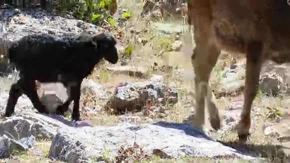 牛羊吃草视频的预览图
