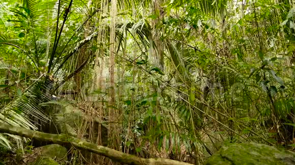 丛林景观异国情调的亚洲森林苔藓藤本悬挂在雨林的树冠上绿色自然背景视频的预览图