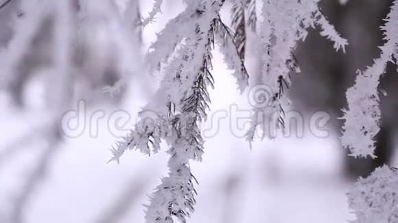 树的枝干四面覆盖着雪视频的预览图