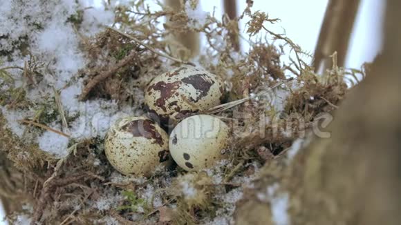 鸟窝在树枝上里面有三个冻蛋冬天视频的预览图