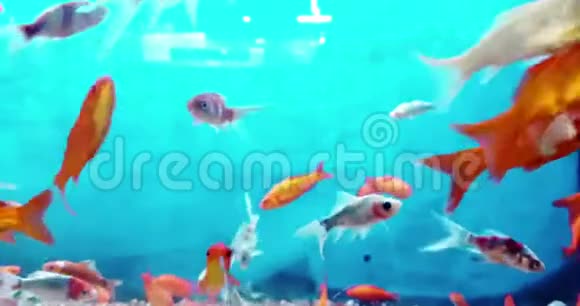 水族馆里的热带色彩斑斓的鱼蓝色的海水和真实的环境流动缓慢视频的预览图