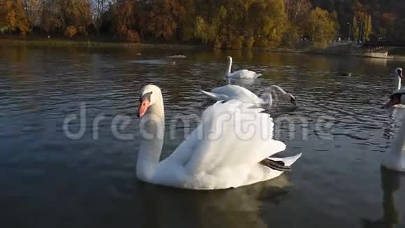 秋日日落时平静的白色天鹅漂浮在河上视频的预览图