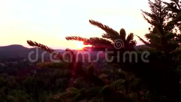日落时的地平线从云杉枝后面看视频的预览图