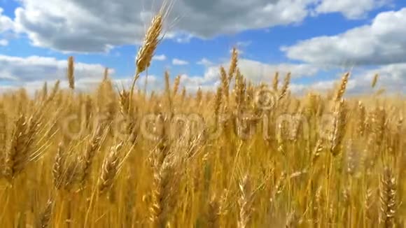 小麦已经准备好收割了在多云的天空背景下小麦小穗特写视频的预览图