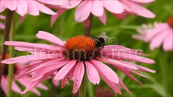 蜜蜂在花上攀爬视频的预览图