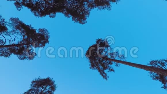 古老的松树在风中随风摇曳映衬着夜空树干摇曳树枝上发出阵阵风声暮光之城视频的预览图