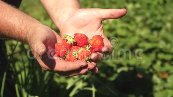园丁棕榈在花园里展示了夏天美味的草莓特写镜头男人的手里放着红色的草莓视频的预览图