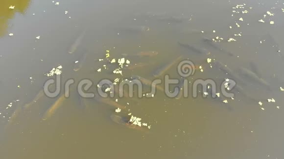 一群鲤鱼漂浮在河面上的鸟瞰图视频的预览图