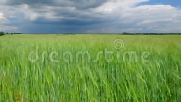 田间与普通小麦视频的预览图