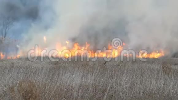 森林草原的野火或风暴火大量的干草在火焰中燃烧燃烧的灌木草视频的预览图