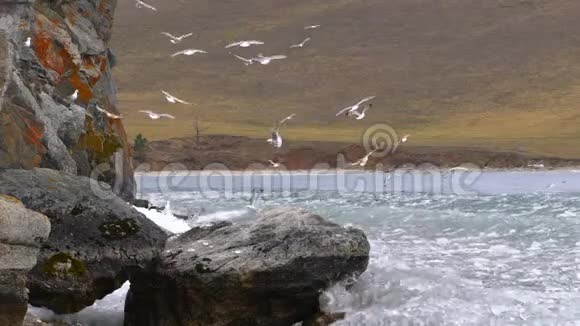 一群海鸥飞过湖面贝加尔湖俄罗斯慢动作视频的预览图