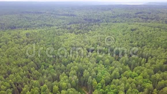 江边无地平线的常绿针叶林从上面可以看到空中景色视频的预览图