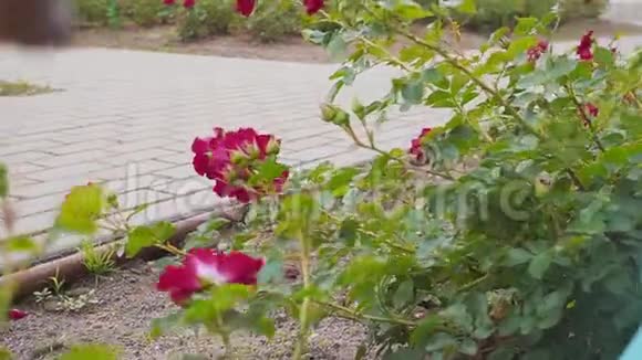 小男孩在玫瑰丛附近玩玫瑰慢动作视频的预览图