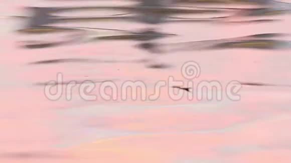 水面紫色反射视频的预览图