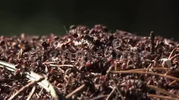 和蚂蚁蚂蚁在松针和树枝间爬行视频的预览图