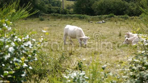 法国风景中的奶牛视频的预览图